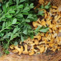 Лисички :: краснов юрий Лисички :: краснов юрий