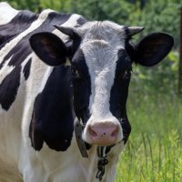 Бурёнка :: sorovey Sol Бурёнка :: sorovey Sol