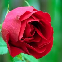 Первый бутон :: Юрий Бутусов