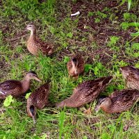 Утята :: Сапсан 