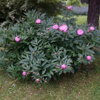 пионы :: zavitok *