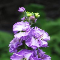 Нежный левкой :: Людмила Смородинская Нежный левкой :: Людмила Смородинская