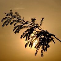 На закате :: Георгий А