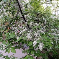 Цвет весны. :: Владимир Драгунский Цвет весны. :: Владимир Драгунский