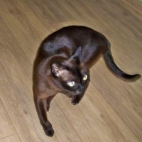 Кот  Фантик :: Валентин Семчишин