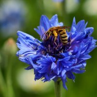 Васильковый мёд :: Юрий. Шмаков Васильковый мёд :: Юрий. Шмаков