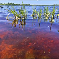 Дно озера с красным торфом. :: Валерия Комова