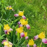 Все краски лета. :: Ольга Все краски лета. :: Ольга