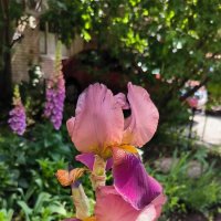 Разнообразие ирисов. :: Ольга 