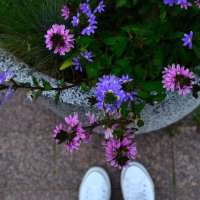 Цветочки. :: Наталья Вязигина