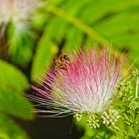 Альбиция ленкоранская :: Giant Tao / Альбиция ленкоранская :: Giant Tao /