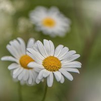 * :: Svetlana Galvez