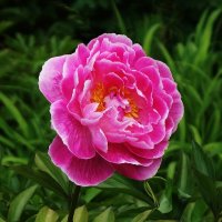 Пион :: Рита Симонова