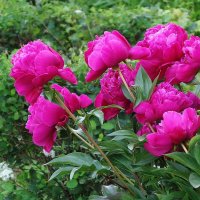 Пионы :: Рита Симонова