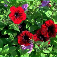 Петуния «Тайдал Ред Велюр» :: Ольга Довженко