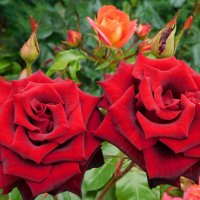 Чайно-гибридные розы :: Наиля Чайно-гибридные розы :: Наиля