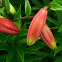 Бутоны лилии азиатской :: Наиля Бутоны лилии азиатской :: Наиля