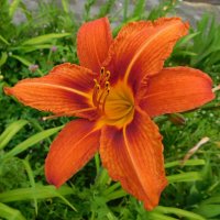 Лилейник оранжевый обычный :: Наиля 