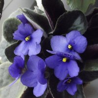 Фиалка :: Freddy 97