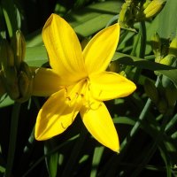 Лилейник :: Freddy 97 Лилейник :: Freddy 97