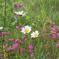 Летнее разноцветье :: Pippa 