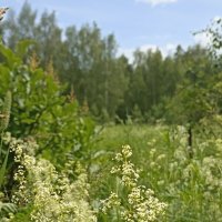 Летнее разноцветье :: Pippa 