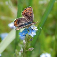 Ах эти бабочки ... :: Александр Ковальчук Ах эти бабочки ... :: Александр Ковальчук