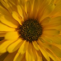 Хризантема :: Глеб 