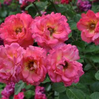 Розы июня :: Татьяна Машошина