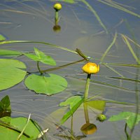 У самого берега) :: Татьяна Лютаева У самого берега) :: Татьяна Лютаева