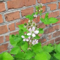 Ежевика :: Сеня Белгородский