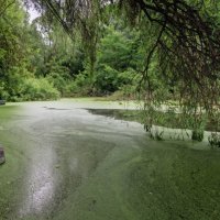 Зелёный вид :: sorovey Sol