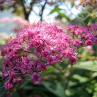 спирея японская :: Ольга 