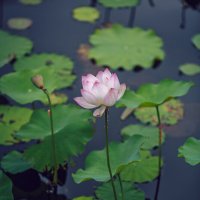 Сезон лотосов :: Дмитрий 