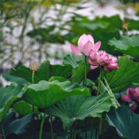 Лотосы в парке :: Дмитрий 