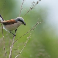 Жулан :: Светлана Григорьева