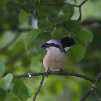 Жулан с добычей :: Светлана Григорьева