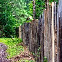 За забором :: Владимир VS