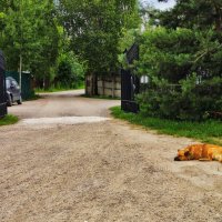 ***** :: Алексей Архипов