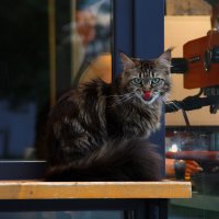 уличный кот :: Полина Лопатина (Hunter)