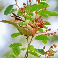 чечевица кормится... :: Andrey Bragin чечевица кормится... :: Andrey Bragin