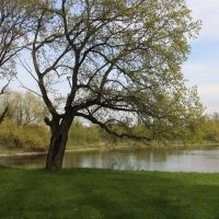 Орловский парк :: Наталья Герасимова