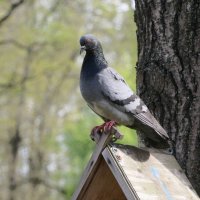 *** :: Наталья Герасимова