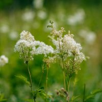 Пушистики :: Вячеслав Владимирович Пушистики :: Вячеслав Владимирович