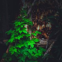 Лето в контрасте :: Анна Пигулевская