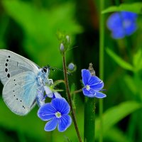 и снова бабочки 24 :: Александр Прокудин и снова бабочки 24 :: Александр Прокудин