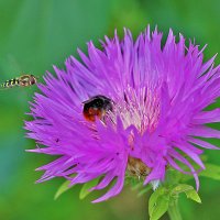 Конкуренты :: Светлана 