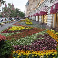 городские цветы :: Олег Лукьянов