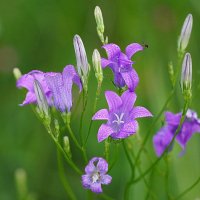 Колокольчики мои, цветики лесные... :: Галина Кан