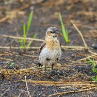 молодая каменка :: Виталий Емельянов